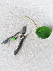 Houseplant Pruner - Leaf Envy