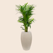 Kentia (Howea) forsteriana in Baq Raindrop - Leaf Envy