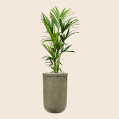 Kentia (Howea) forsteriana in Baq Vertical Rib Green - Leaf Envy