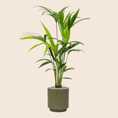 Kentia (Howea) forsteriana in Capi Nature Groove Special Green - Leaf Envy
