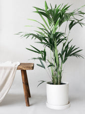 Kentia Palm & Dalston Chalk - Leaf Envy