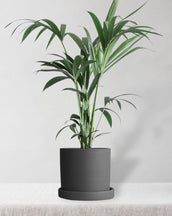 Kentia Palm & Dalston Charcoal - Leaf Envy