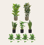 Large Contrast Collection - Leaf Envy