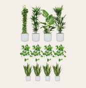 Large Minimal Collection - Leaf Envy