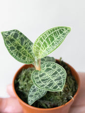 Macodes Petola Jewel Orchid - Leaf Envy