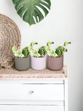 Manjula Pothos & Basic Mix | Corporate Gift - Leaf Envy