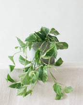 Marble Queen Pothos - Leaf Envy