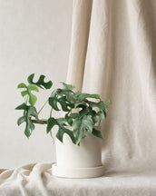 Mini Monstera - Leaf Envy