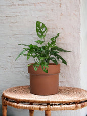 Monkey Mask Monstera & Mangel Rust | Corporate Gift - Leaf Envy