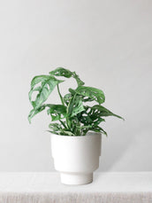 Monkey Mask Monstera & Regent Chalk - Leaf Envy