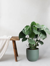 Monstera Deliciosa & Broadway Sea Spray - Leaf Envy
