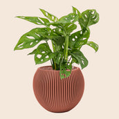 Monstera obliqua in Capi Nature Groove Special Merlot Red - Leaf Envy