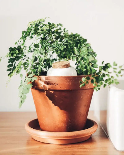 Olla Pepin Watering Spike - Terracotta - Leaf Envy