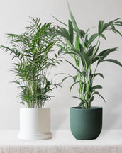 Palm Duo - Leaf Envy