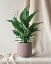 Peace Lily & Hyde Rust - Leaf Envy