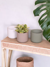 Peperomia & Basic Mix | Corporate Gift - Leaf Envy