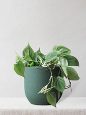 Philodendron Scandens - Leaf Envy