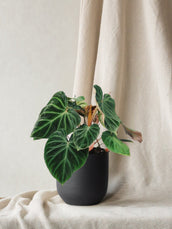 Philodendron Verrucosum - Leaf Envy