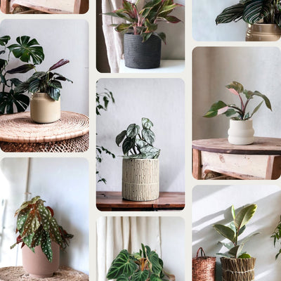 Plant Subscription Box - Leaf Envy