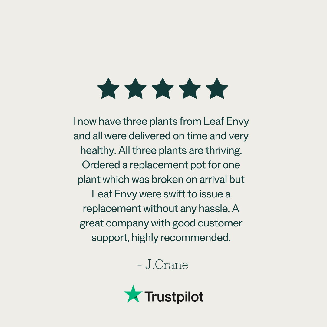Plant Subscription Box - Leaf Envy