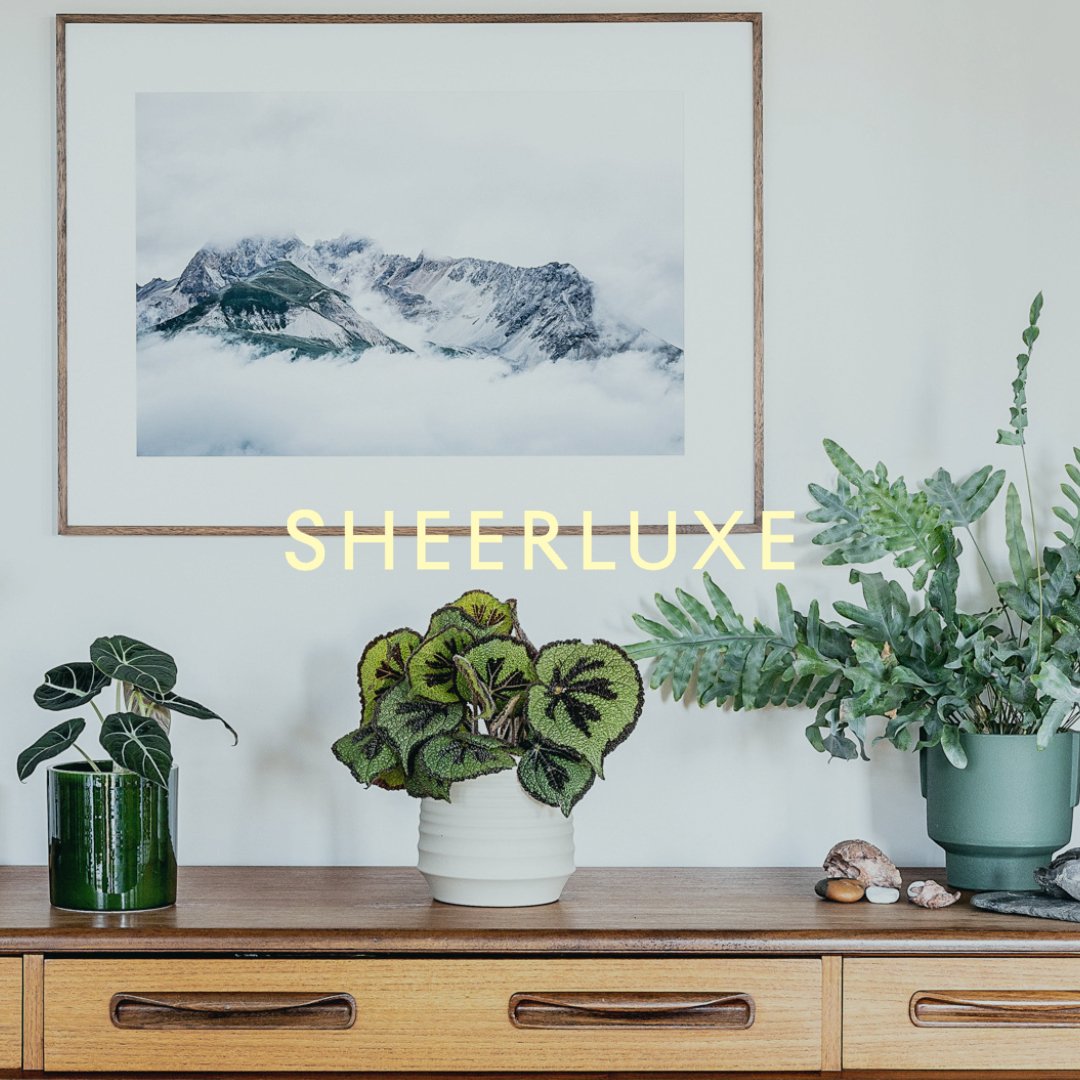 Plant Subscription Box - Leaf Envy