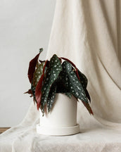 Polka Dot Begonia - Leaf Envy