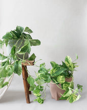 Pothos Duo - Leaf Envy