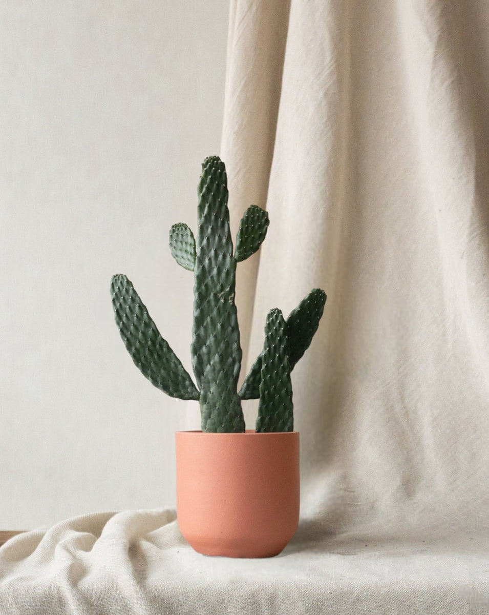 Road Kill Cactus Online Easy Care Leaf Envy