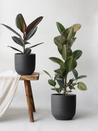 Rubber Plant Plant Care: Water, Light, Nutrients