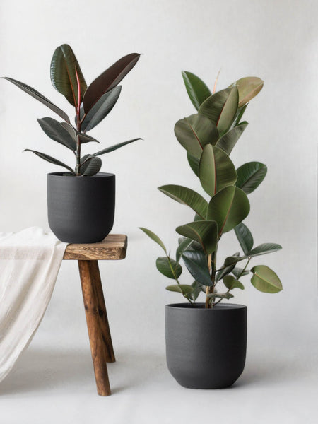 Rubber Plant, Ficus Elastica Abidjan, Buy Plants Online