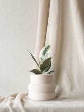 Rubber Plant Tineke & Elizabeth Shell - Leaf Envy