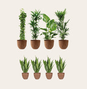 Rustic Collection - Leaf Envy