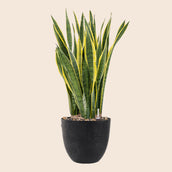 Sansevieria trifasciata 'Laurentii' in Artstone Black - Leaf Envy