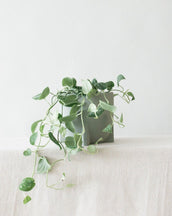 Satin Pothos - Leaf Envy