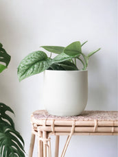 Satin Pothos Trebie & Broadway Chalk | Corporate Gift - Leaf Envy