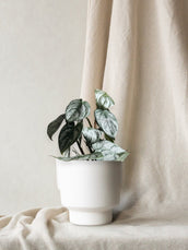 Silver Philodendron - Leaf Envy