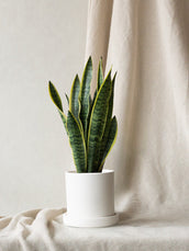 Snake Plant - Leaf Envy