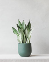 Snake Plant Moonshine - Leaf Envy