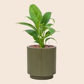Spathiphyllum 'Mont Blanc' in Capi Nature Groove Special Green - Leaf Envy