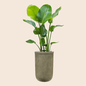 Strelitzia nicolai in Baq Vertical Rib Green - Leaf Envy