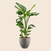 Strelitzia nicolai in Grigio - Leaf Envy