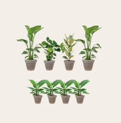 Terra Cotta Collection - Leaf Envy