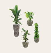 Textured Collection - Leaf Envy
