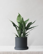 Variegated Peace Lily - Leaf Envy