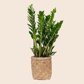 Zamioculcas zamiifolia in Bohemian - Leaf Envy